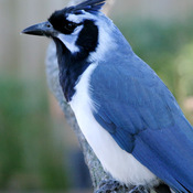 Black-throated Magpie-Jay